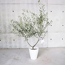 610++V5BpGL._AC_UL210_SR210,